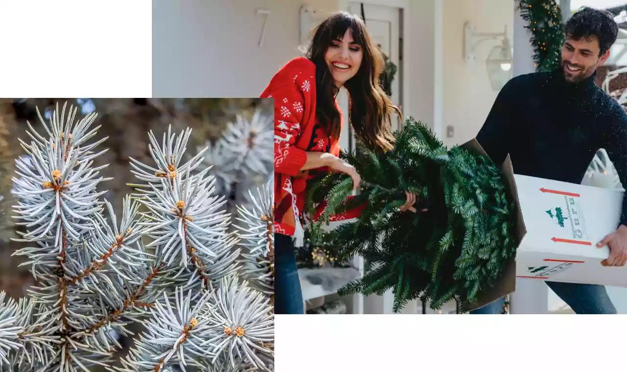 Weihnachtsbaum-Arten: Verschiedene Bäume BAUR Vergleich | im