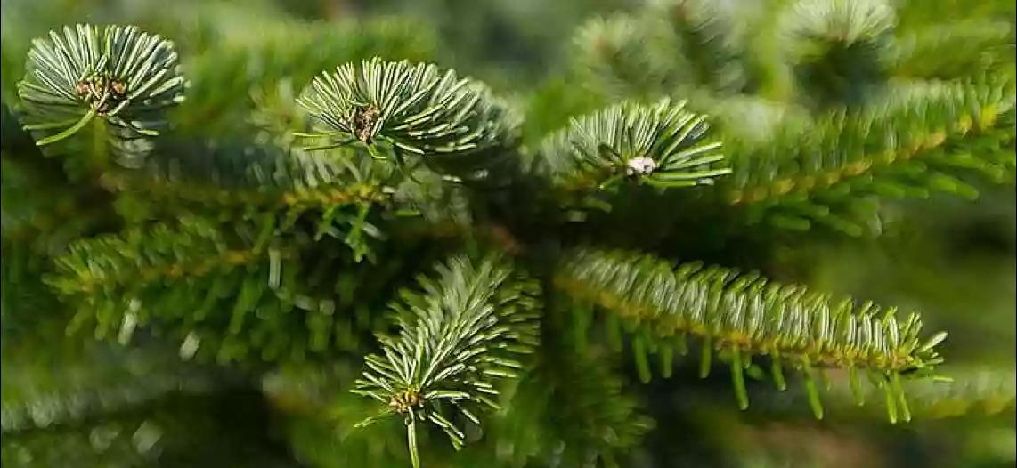 Weihnachtsbaum-Arten: Verschiedene Vergleich Bäume | BAUR im